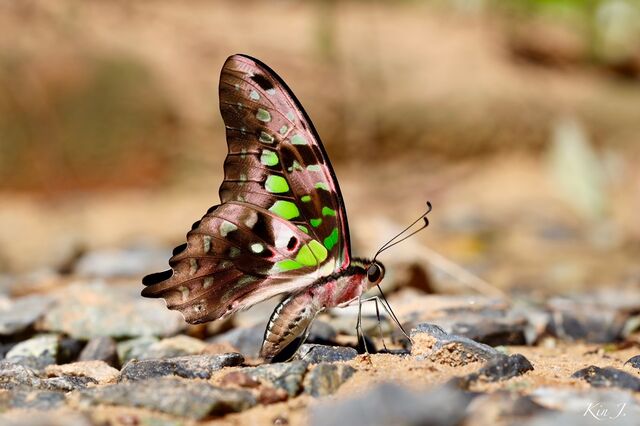 Graphium agamemnon agamemnon