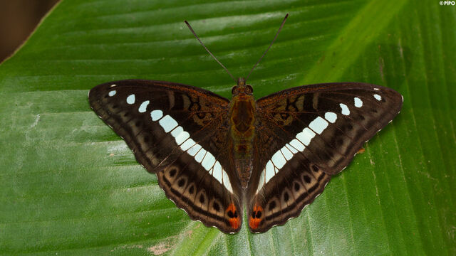 Athyma daraxa daraxa