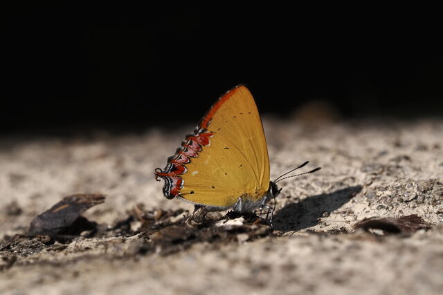 Heliophorus kohimensis elioti