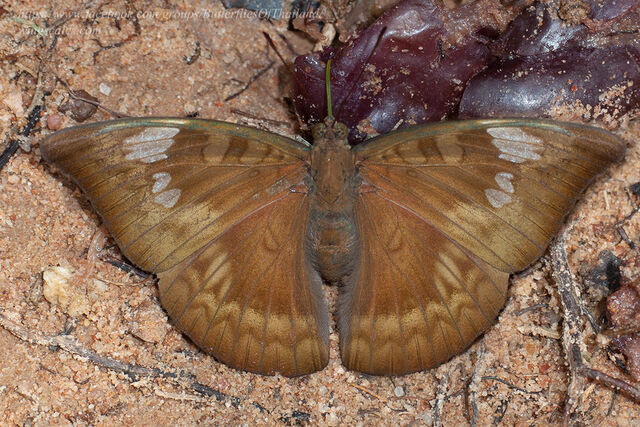 Euthalia eriphylae chula