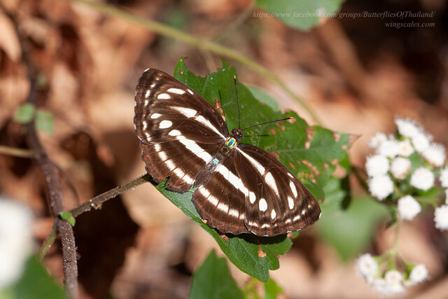 Neptis clinia susruta