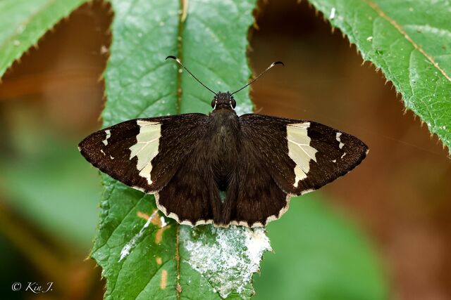Lobocla liliana liliana