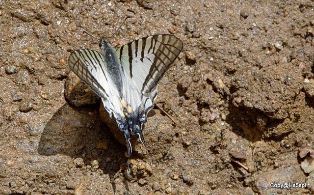 Graphium mandarinus fangana
