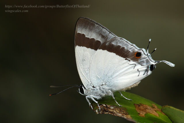 Rachana jalindra indra