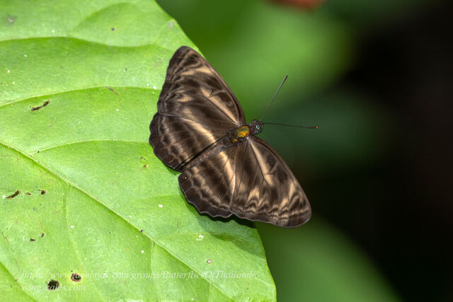 Neptis harita harita