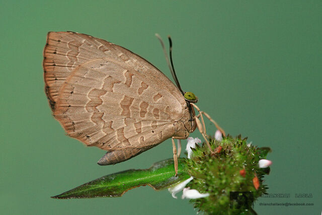 Miletus chinensis learchus