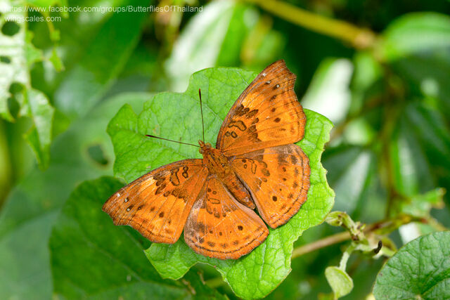 Rohana parisatis pseudosiamensis