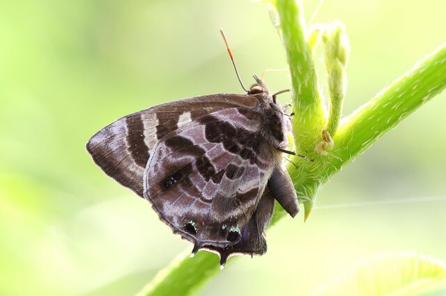 Flos fulgida fulgida