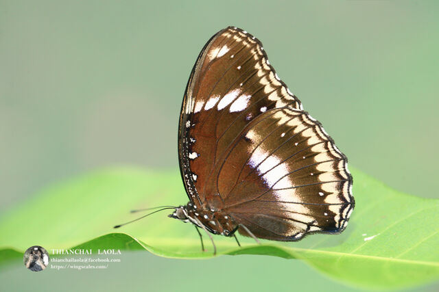 Hypolimnas bolina jacintha