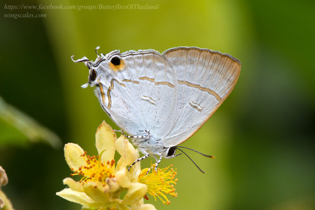 Hypolycaena erylus himavantus