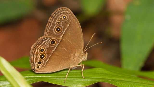 Mycalesis perseus tabitha