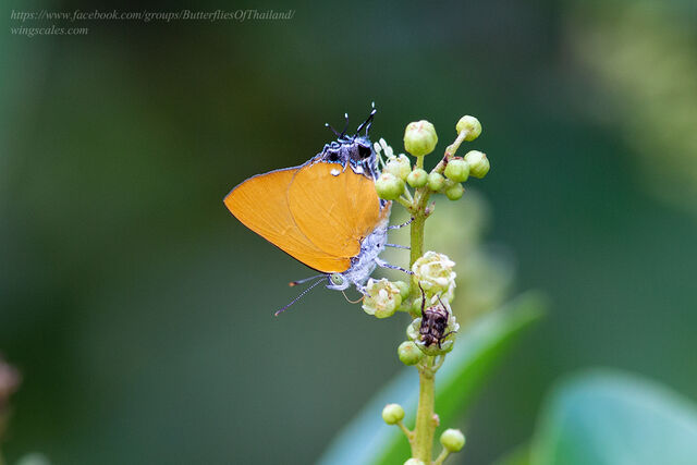 Pseudotajuria donatana ssp.