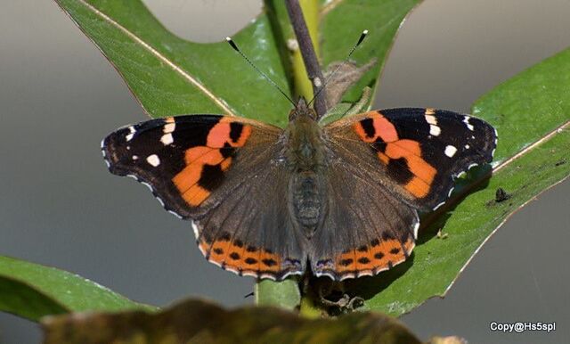 Vanessa indica indica