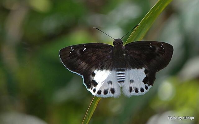 Tagiades cohaerens cynthia