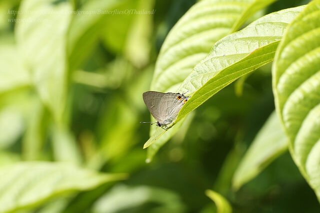 Pratapa icetas extensa