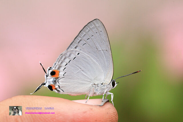 Tajuria cippus cippus