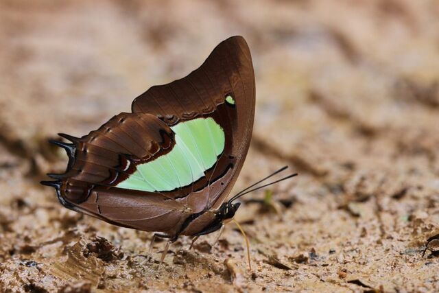 Polyura hebe chersonesus