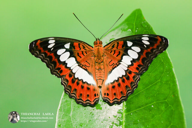 Moduza procris procris