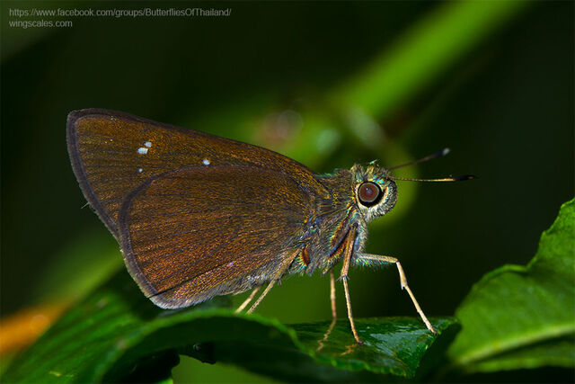 Caltoris cahira austeni