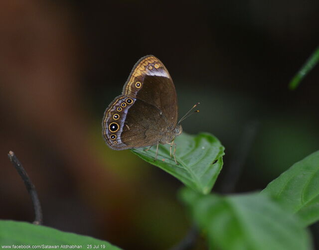Mycalesis anaxias bisaltia