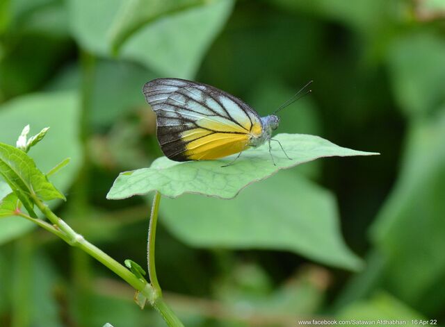 Appias cardena perakana