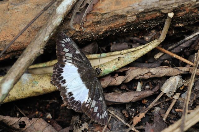 Satarupa gopala gopala