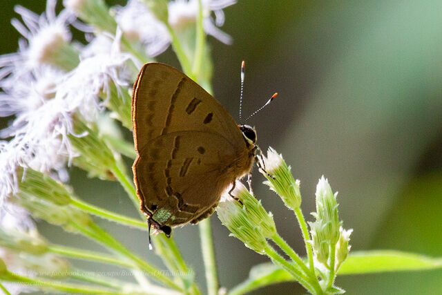 Rapala pheretima sequeira