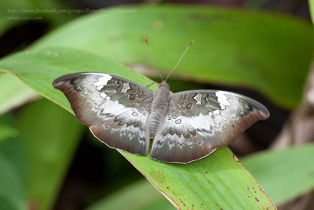 Euthalia anosia anosia