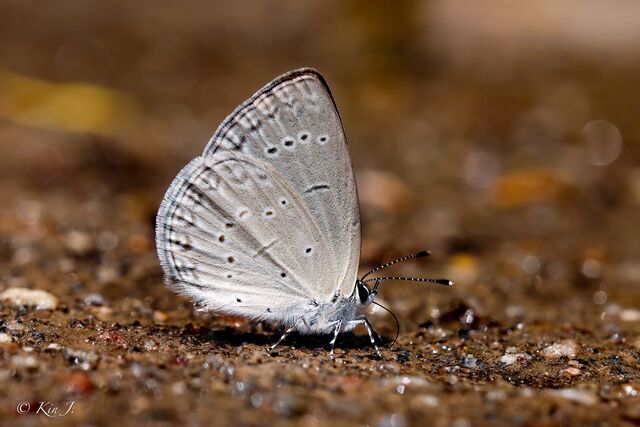 Bothrinia chennellii celastroides