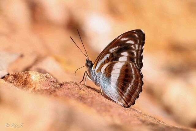 Athyma whitei whitei