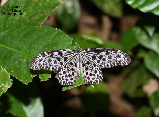 Idea lynceus lynceus