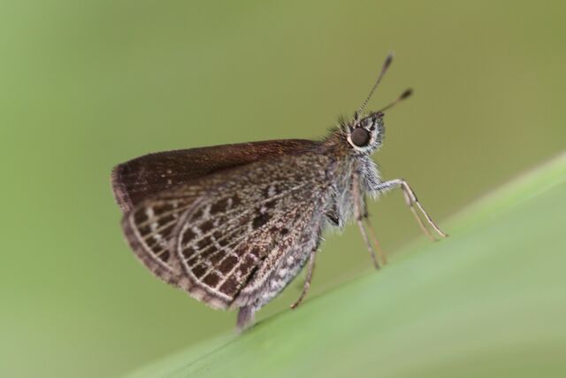 Aeromachus stigmata shanda