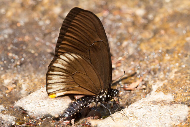 Papilio slateri marginata