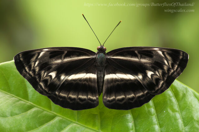 Neptis harita preeyai