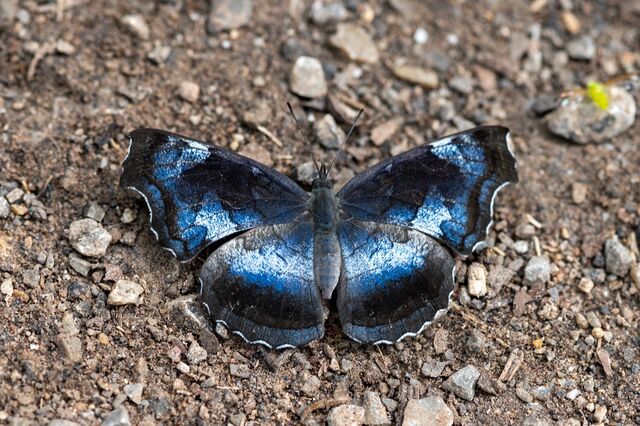 Laringa horsfieldi glaucescens