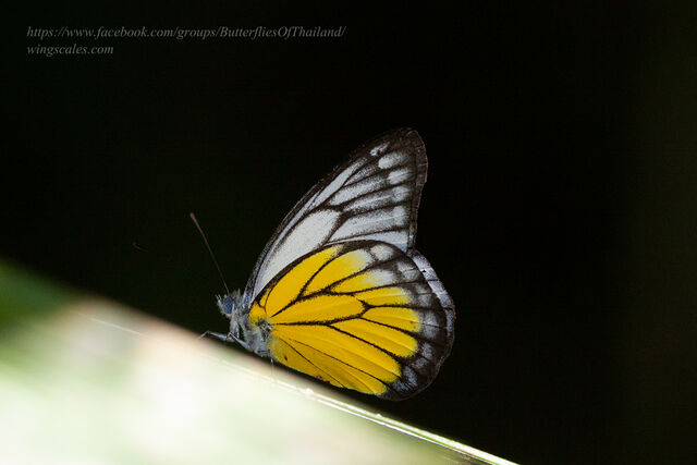 Delias singhapura singhapura