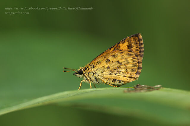 Ampittia dioscorides camertes