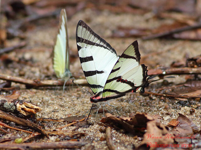 Graphium agetes agetes