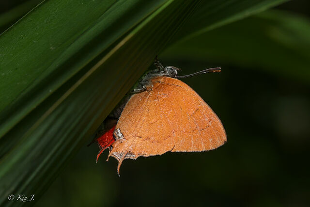 Thamala marciana marciana