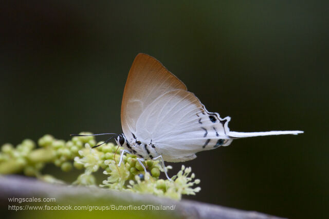 Jacoona anasuja nigerrima