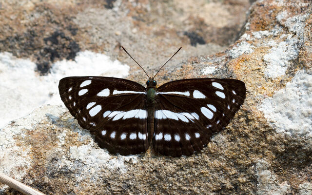 Neptis magadha magadha