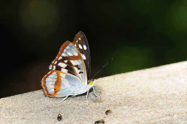 Mimathyma chevana chevana