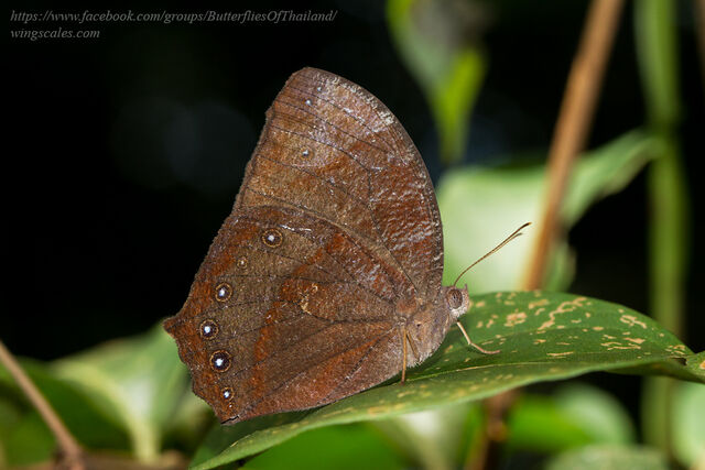 Melanitis phedima ganapati