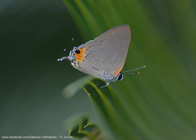 Pratapa icetoides calculis