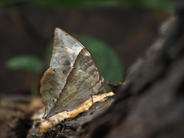 Zeuxidia doubledayi doubledayi