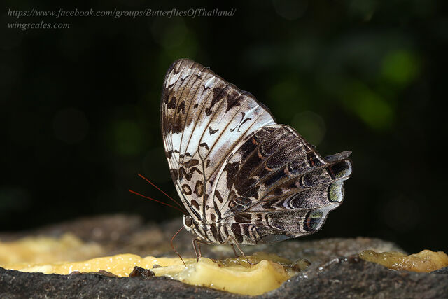 Prothoe franck vilma