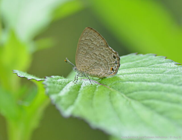 Poritia philota philota