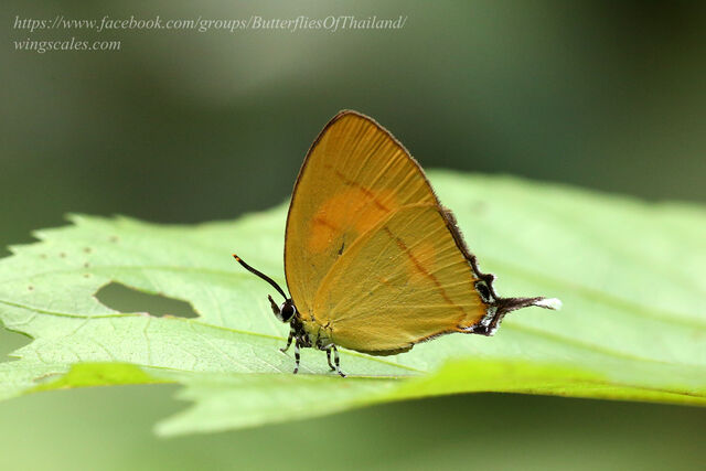 Yasoda androconifera