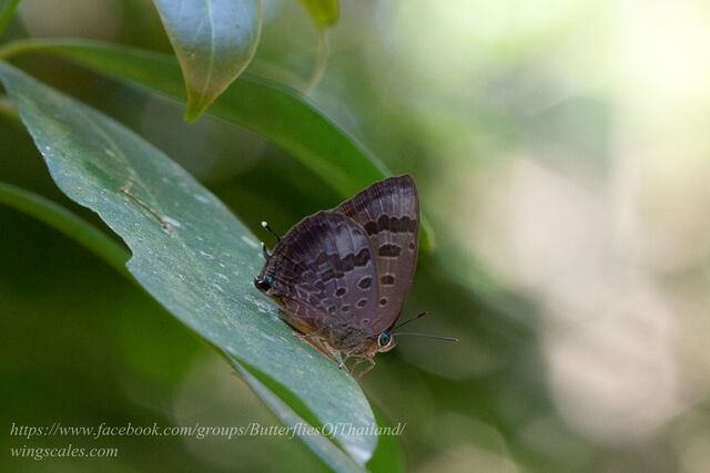 Arhopala agaba agaba