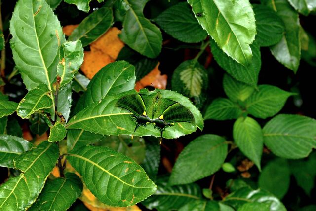 Teinopalpus imperialis imperatrix